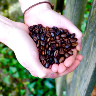 holding coffee beans outside with leaves