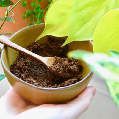 coffee grounds bowl in front being added to houseplants