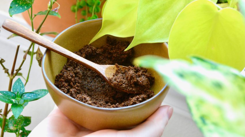 coffee grounds bowl in front being added to houseplants